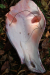 detail_485_DSC_0022-001.JPG