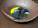 detail_938_GlassBottomBowl5.jpg